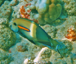 Orangeband Surgeonfish Hawaii by Alison Ranheim 